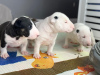 Photo №2 to announcement № 120608 for the sale of bull terrier - buy in Poland private announcement, breeder