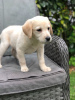 Photo №2 to announcement № 126474 for the sale of labrador retriever - buy in France private announcement