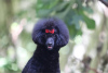 Photo №1. poodle (toy) - for sale in the city of Belgrade | negotiated | Announcement № 116514