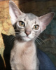 Photo №4. I will sell abyssinian cat in the city of Москва. from nursery - price - 538$