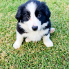 Photo №2 to announcement № 125395 for the sale of border collie - buy in Germany 