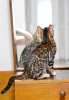 Photo №2 to announcement № 94112 for the sale of bengal cat - buy in Belarus private announcement, from nursery, breeder