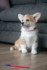 Photo №4. I will sell welsh corgi in the city of Mogilyov. from nursery - price - 740$