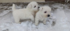 Additional photos: Best West Highland White Terrier puppies for sale