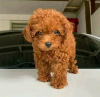 Photo №3. Beautiful poodle puppies Business WhatsApp 37256062792. Finland