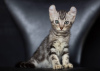 Photo №1. american curl - for sale in the city of Амстердам | negotiated | Announcement № 83463