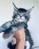 Photo №4. I will sell maine coon in the city of Мёнхенгладбах. private announcement - price - 423$