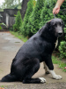 Additional photos: SAO (Central Asian Shepherd Dog)