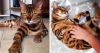 Photo №1. bengal cat - for sale in the city of Hannover | 1057$ | Announcement № 40734