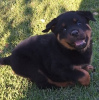 Photo №3. Isopää puhdasrotuinen rottweiler Annettavissa pentuja adoptoitavaksi. Finland