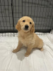 Photo №2 to announcement № 115942 for the sale of golden retriever - buy in Germany 