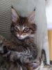 Photo №2 to announcement № 109186 for the sale of maine coon - buy in Netherlands private announcement