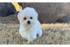 Photo №4. I will sell bichon frise in the city of Cave.  - price - negotiated