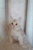 Photo №1. kurilen bobtail - for sale in the city of Стамбул | 600$ | Announcement № 97098