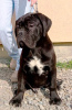 Photo №1. cane corso - for sale in the city of Žitište | negotiated | Announcement № 95672