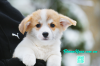 Photo №2 to announcement № 83271 for the sale of  - buy in Ukraine private announcement, breeder