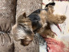Photo №3. breeding dog in Kazakhstan. Announcement № 78114