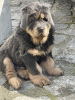 Photo №2 to announcement № 18645 for the sale of tibetan mastiff - buy in Poland breeder
