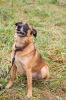 Photo №3. Cheerful and active boy Jumper.. Russian Federation