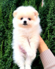 Photo №1. pomeranian - for sale in the city of Amberg | 1560$ | Announcement № 30205