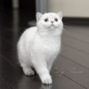 Photo №4. I will sell british shorthair in the city of Kishinev. from nursery, breeder - price - negotiated