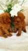 Photo №1. poodle (toy) - for sale in the city of Tiraspol | 1183$ | Announcement № 11927