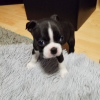 Photo №2 to announcement № 23731 for the sale of boston terrier - buy in Germany 