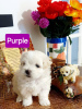 Photo №3. female Maltese. United States