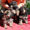 Photo №2 to announcement № 75855 for the sale of german shepherd - buy in France from nursery