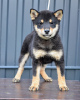 Photo №4. I will sell shiba inu in the city of Belgrade. breeder - price - negotiated