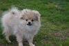 Photo №1. pomeranian - for sale in the city of Москва | 391$ | Announcement № 47837