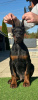 Photo №2 to announcement № 123618 for the sale of dobermann - buy in Serbia breeder