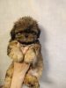 Additional photos: High breed Shih Tzu puppies.