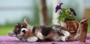 Photo №3. The nursery offers for sale puppies VELSH KORGI PEMBROKA.. Russian Federation