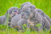 Photo №4. I will sell american bully in the city of Voronezh. breeder - price - negotiated