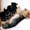 Photo №3. Two affordable Yorkshire Terrier puppies for Adoption. Germany