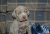 Photo №1. weimaraner - for sale in the city of Chorherrn | negotiated | Announcement № 91595