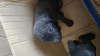 Photo №2 to announcement № 110552 for the sale of cane corso - buy in Uzbekistan private announcement