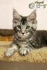 Photo №2 to announcement № 7513 for the sale of maine coon - buy in Russian Federation private announcement, from nursery, breeder