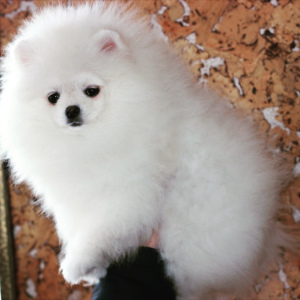 Photo №1. pomeranian - for sale in the city of St. Petersburg | 1500$ | Announcement № 1538