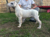 Photo №4. I will sell non-pedigree dogs in the city of Belgrade.  - price - negotiated