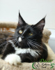 Photo №1. maine coon - for sale in the city of St. Petersburg | 308$ | Announcement № 19430