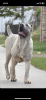 Photo №1. cane corso - for sale in the city of Belgrade | Is free | Announcement № 81997