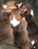 Photo №2 to announcement № 13997 for the sale of welsh corgi - buy in Russian Federation 