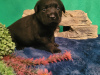 Photo №2 to announcement № 117145 for the sale of labrador retriever - buy in Belarus from nursery