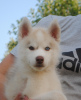 Photo №1. siberian husky - for sale in the city of Permian | negotiated | Announcement № 24381