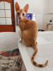 Photo №1. cornish rex - for sale in the city of Minsk | 634$ | Announcement № 10703