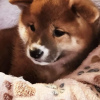Photo №2 to announcement № 95779 for the sale of shiba inu - buy in Poland breeder