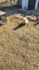 Photo №3. Great Pyrenees Puppies for sale. Germany