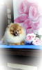 Photo №2 to announcement № 87952 for the sale of pomeranian - buy in Belarus breeder